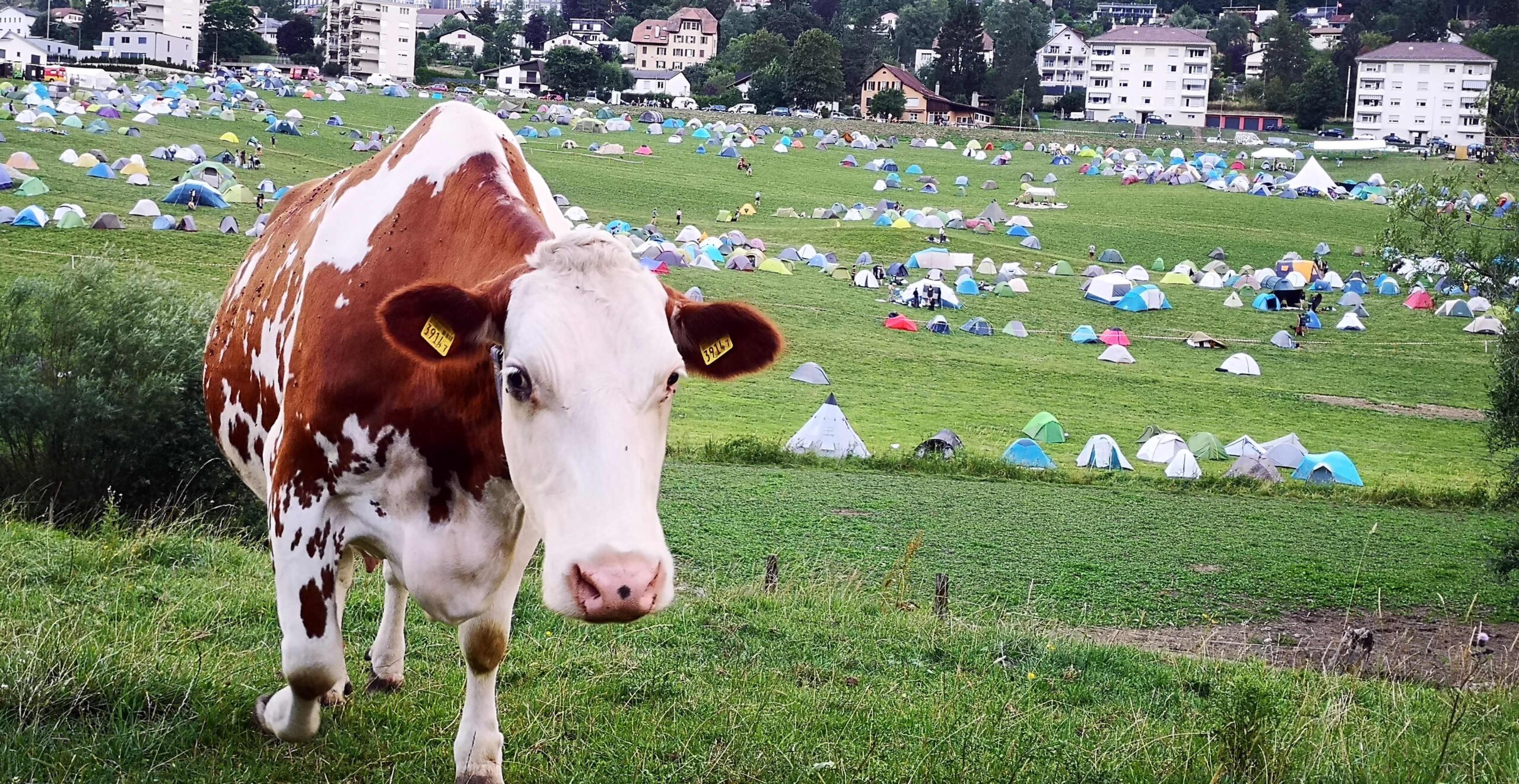 Photo d'une vache devant le site de rencontres anarchistes à Saint-Imier
